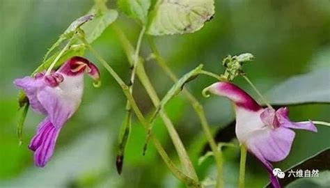 長得像鳥的花|「雀仔花」 是什麼花？亦花亦鳥憶長留